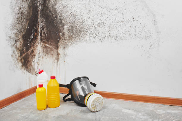 Best Attic Mold Removal  in Eastvale, CA