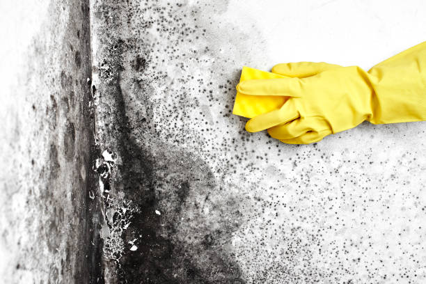 Best Mold Testing  in Eastvale, CA