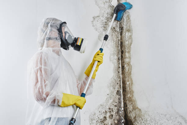 Eastvale, CA Mold Removal Company