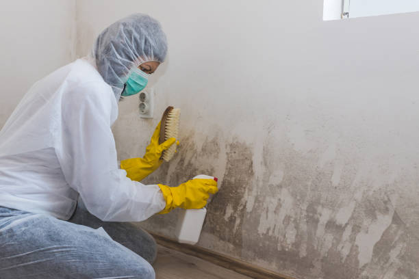 Best Mold Testing  in Eastvale, CA
