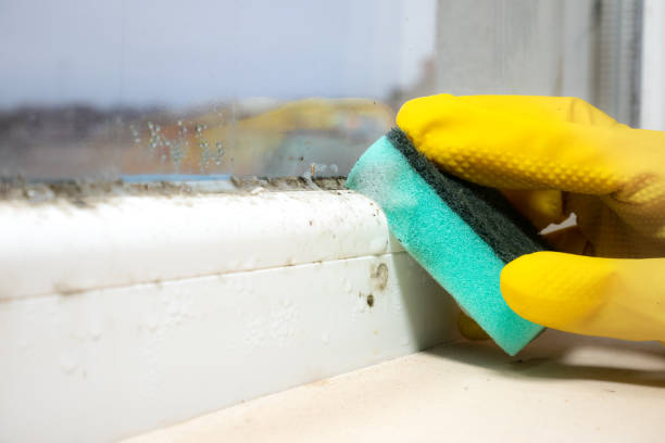 Best Black Mold Removal  in Eastvale, CA