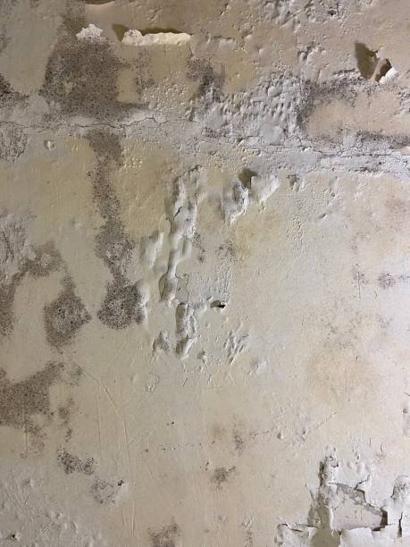 Best Same-Day Mold Removal  in Eastvale, CA