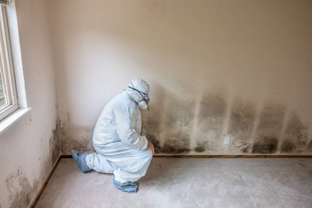 Best Mold Testing  in Eastvale, CA