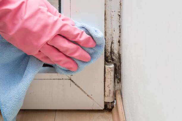 Best Black Mold Removal  in Eastvale, CA