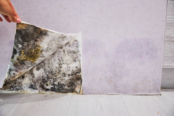 Best Home Mold Removal  in Eastvale, CA